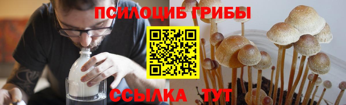 Псилоцибиновые грибы Psilocybine cubensis  Вход с VPN  Чусовой 